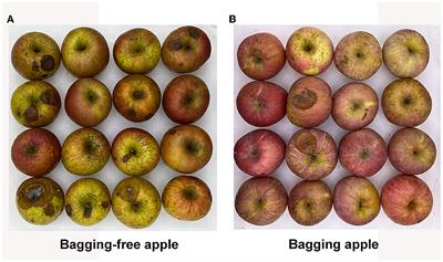 Inhibitory effect and underlying mechanism of cinnamon and clove essential oils on Botryosphaeria dothidea and Colletotrichum gloeosporioides causing rots in postharvest bagging-free apple fruits